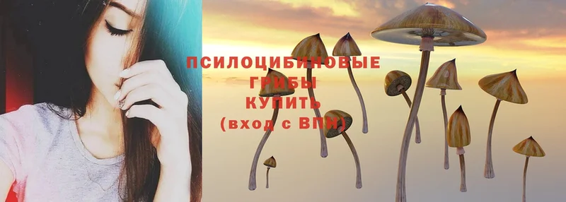 Галлюциногенные грибы Magic Shrooms  Заводоуковск 